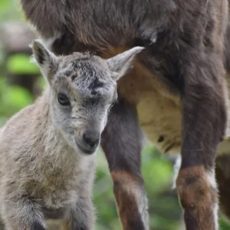 Haus Alpenrose Pitztal-sommercard-partner Apartamento