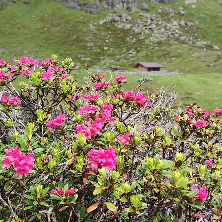 Haus Alpenrose Pitztal-sommercard-partner Apartamento *